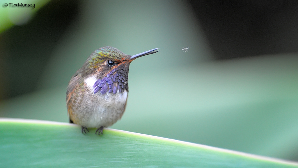 Volcano Hummer with Knat